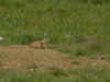 DSC02069a.jpg (72997 bytes)