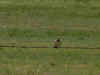 DSC02108a.jpg (57356 bytes)