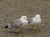 DSC01089a.jpg (73873 bytes)