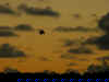 DSC04799a.jpg (22736 bytes)