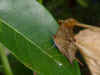 DSC04044a.jpg (35255 bytes)
